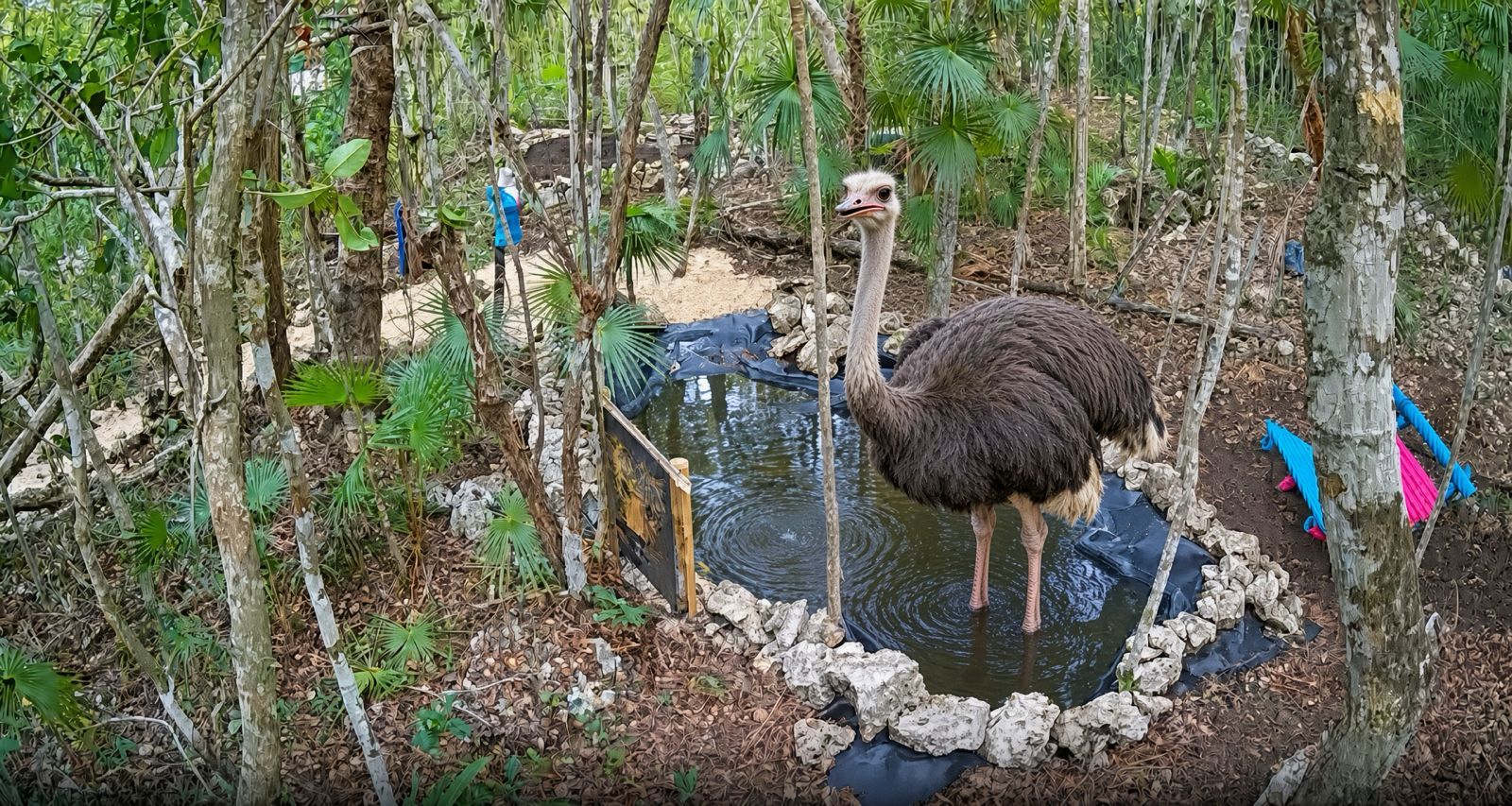 Lola is a rescue ostrich living in Energy Tulum